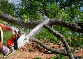 Best Root Management and Removal  in Portage, WI